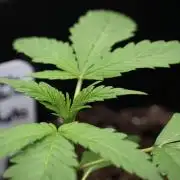 Chem Brulee By Zamnesia Pheno A