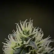Pheno B Blueberry  Muffin by Zamnesia