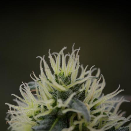 Pheno B Blueberry  Muffin by Zamnesia