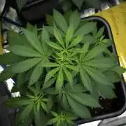 Blueberry  Muffin by Zamnesia Pheno A
