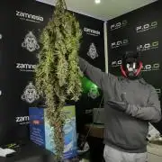 Catching The Ghost Train Haze @ Zamnesia