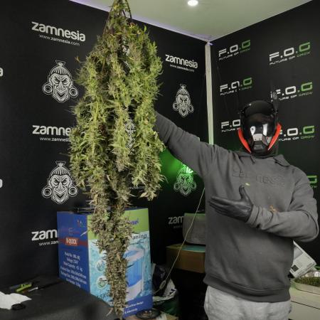 Catching The Ghost Train Haze @ Zamnesia