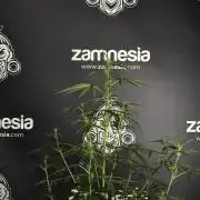 Amnesia Haze Auto by Zamnesia Pheno A