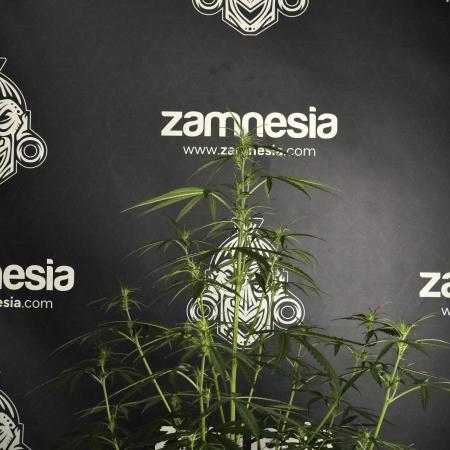 Amnesia Haze Auto by Zamnesia Pheno A