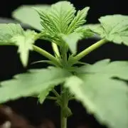 Pink Rosay Auto By Zamnesia Pheno A