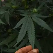 Pheno B God father OG By Zamnesia