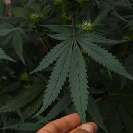 Pheno B God father OG By Zamnesia