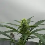 Black Diamont Auto By Zamnesia Pheno A