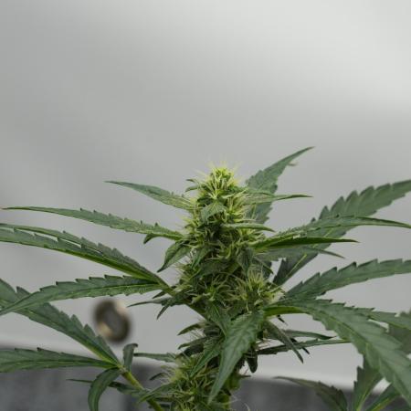 Black Diamont Auto By Zamnesia Pheno A