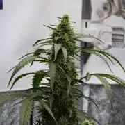 Black Diamont Auto By Zamnesia Pheno A