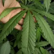 Chem Brulee By Zamnesia Pheno A