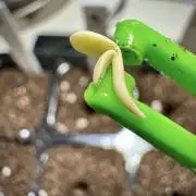 Amnesia Skunk The Zamnesia Way