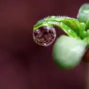 Animal Mints-Legends of the Frozen North