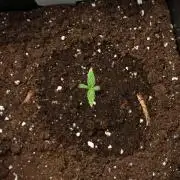 Candy Rain Auto By Zamnesia