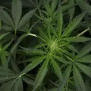 Pink Rosay Auto By Zamnesia Pheno A