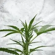 Black Diamont Auto By Zamnesia Pheno A
