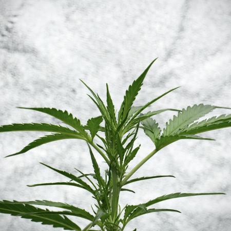 Black Diamont Auto By Zamnesia Pheno A