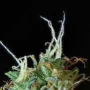 Pheno B Frosted Guava Auto By Zamnesia