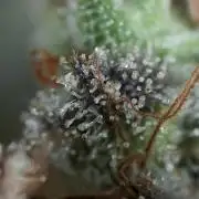 BlueBerry by Zamnesia Seeds