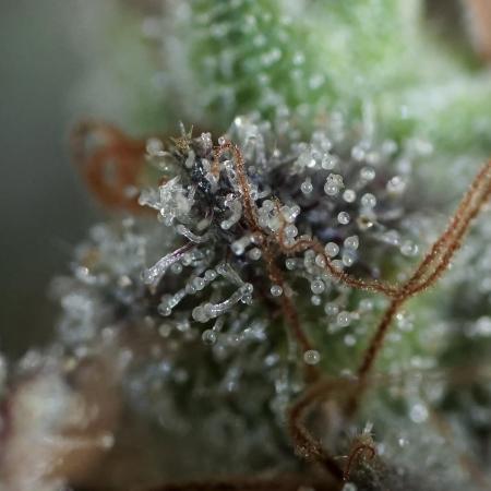 BlueBerry by Zamnesia Seeds