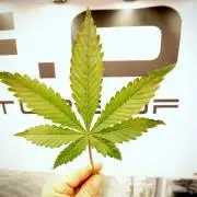 Catching The Ghost Train Haze @ Zamnesia