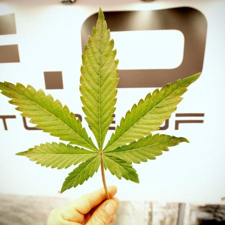 Catching The Ghost Train Haze @ Zamnesia