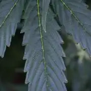 Pheno B Frosted Guava Auto By Zamnesia