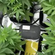 Pheno B Blue Waffle F1 Zamnesia