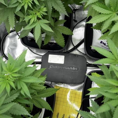 Pheno B Blue Waffle F1 Zamnesia