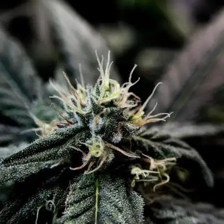 White Widow @Zamanesia-Playing classics