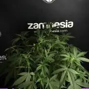 Pheno B Purple Haze By Zamnesia