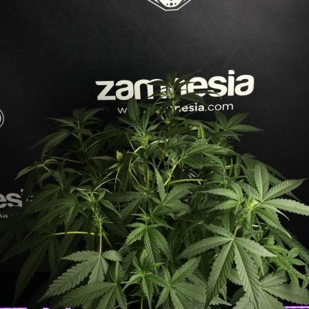 Pheno B Purple Haze By Zamnesia