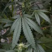 Pheno B God father OG By Zamnesia