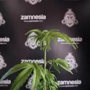 SOUR DIESEL-The Ascension of a Legend