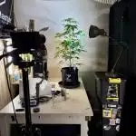 Permanent Marker (Zamnesia Seeds)