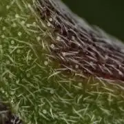 Pheno B Pickle Lemon Haze F1 Zamnesia
