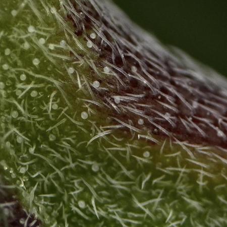 Pheno B Pickle Lemon Haze F1 Zamnesia