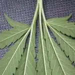 Lets do Gelonade by Zamnesia Seeds