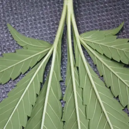Lets do Gelonade by Zamnesia Seeds