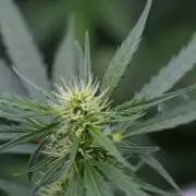 Candy Rain Auto By Zamnesia
