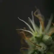 God father OG By Zamnesia Pheno A