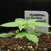 Frosted Guava Auto By Zamnesia Pheno A