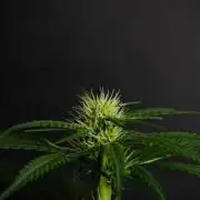 Pheno B Blueberry  Muffin by Zamnesia