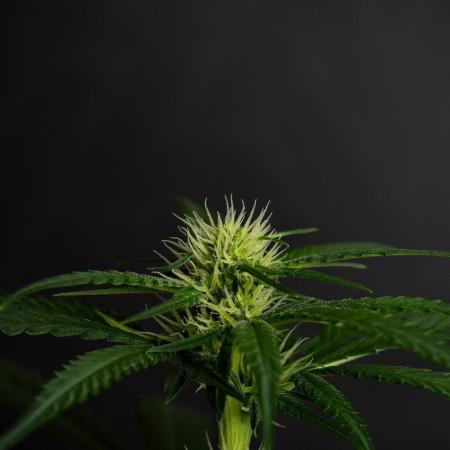 Pheno B Blueberry  Muffin by Zamnesia