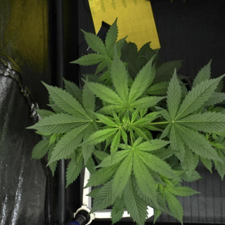 Pheno B Frosted Guava Auto By Zamnesia