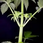 The one Mango Kush – Zamnesia Seeds