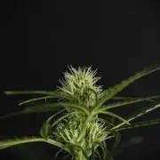 Pink Rosay Auto By Zamnesia Pheno A