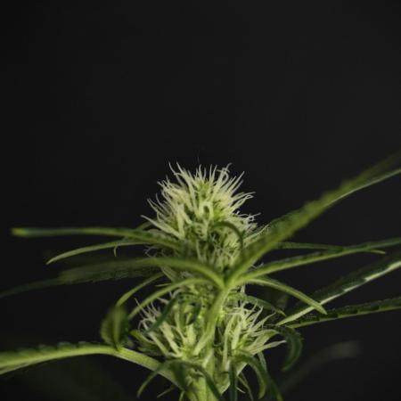 Pink Rosay Auto By Zamnesia Pheno A