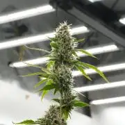 God father OG By Zamnesia Pheno A