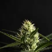 Pink Rosay Auto By Zamnesia Pheno A